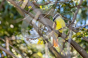 Tyrant quiquivi pitangus-sulphuratus perched on a branch, Alajuela, Costa Rica