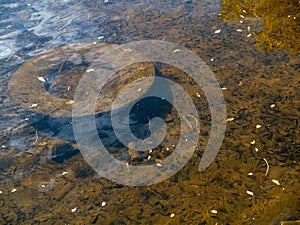 Tyre and bottles in a water, Concept ecology issue