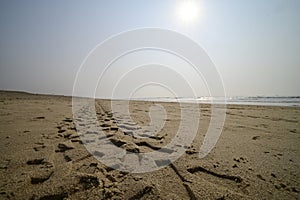 Tyre imprints on Chandrabhaga beach at Konark with sunburst , India.