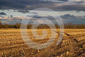 Tyre tracks through bare Maize field