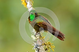 Tyrian Metaltail - Metallura tyrianthina hummingbird in subfamily Lesbiinae, the brilliants and coquettes, found in Bolivia,