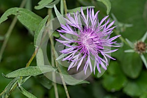 Tyrol Knapweed - Centaurea nigrescens