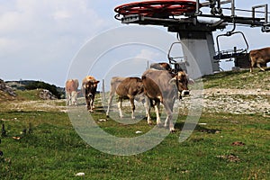 Tyrolean Gray cattle on top of Hochkar mountain, Austrian Alps, Salzburg. These gray cows look like they are from another photo