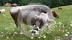 Tyrolean Grey Cattle Grazing