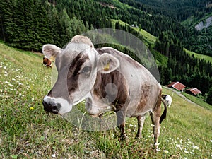 Tyrolean Grey Cattle on a Seasonal Mountain Pasture