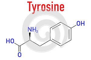 Tyrosine or l-tyrosine, Tyr, Y, amino acid molecule. Skeletal formula.