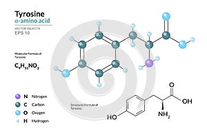 Tyrosine. Tyr C9H11NO3. Î±-Amino Acid. Structural Chemical Formula and Molecule 3d Model. Atoms with Color Coding. Vector