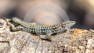 Tyrrhenian wall lizard