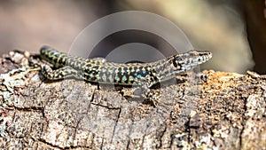 Tyrrhenian wall lizard