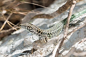 Tyrrhenian wall lizard