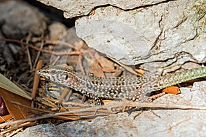 Tyrrhenian wall lizard