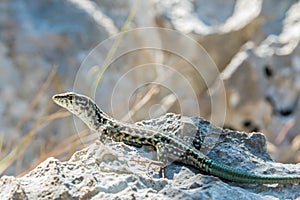 Tyrrhenian wall lizard