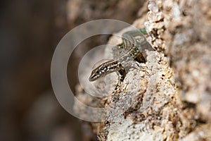 Tyrrhenian wall Lizard in Corsica. Padarcis tiliguerta