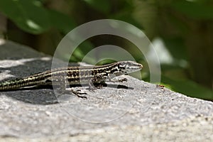 Tyrrhenian Wall Lizard, Padarcis tiliguerta, female lizard from Corsica, France