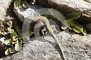 Tyrrhenian wall lizard Podarcis tiliguerta