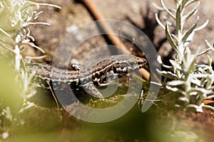 Tyrrhenian wall lizard Podarcis tiliguerta