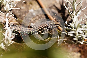 Tyrrhenian wall lizard Podarcis tiliguerta