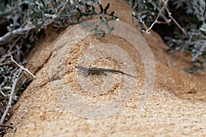 Tyrrhenian wall lizard Podarcis tiliguerta