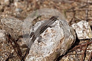 Tyrrhenian wall lizard Podarcis tiliguerta