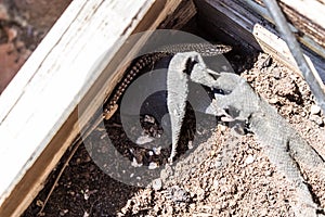 Tyrrhenian wall lizard Podarcis tiliguerta hiding in the wooden soil box in the garden