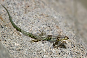 Tyrrhenian wall lizard Podarcis tiliguerta is a species of lizard in the family Lacertidae. The species is endemic to the