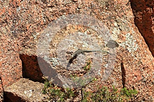 Tyrrhenian wall lizard (Podarcis tiliguerta) on a stone in Sardinia