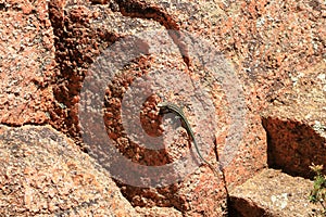 Tyrrhenian wall lizard (Podarcis tiliguerta) on a stone in Sardinia