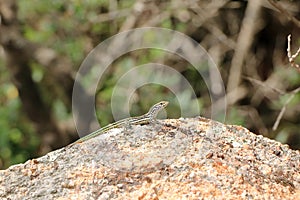 Tyrrhenian wall lizard (Podarcis tiliguerta) on a stone in Sardinia