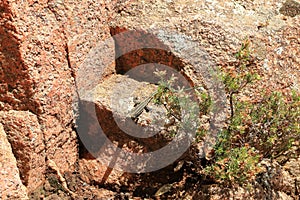 Tyrrhenian wall lizard (Podarcis tiliguerta) on a stone in Sardinia