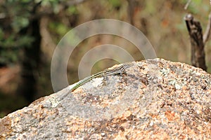 Tyrrhenian wall lizard (Podarcis tiliguerta) on a stone in Sardinia