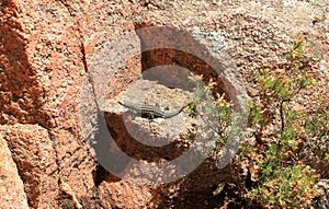 Tyrrhenian wall lizard (Podarcis tiliguerta) on a stone in Sardinia