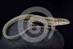 Tyrrhenian wall lizard, Podarcis tiliguerta tiliguerta