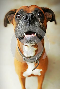 Tyson boxer friendly smile dog
