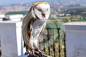 Tyto alba the western barn owl - Image - Photo