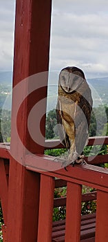 Tyto rosenbergii is a species of owl in the family Tytonidae. This bird is endemic to Sulawesi Island, Sangihe photo
