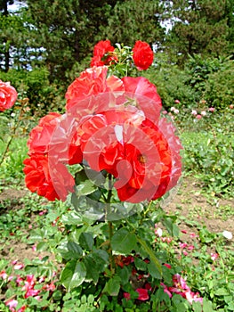 Tzigane Rose