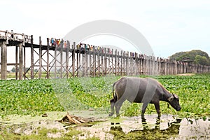 U Bein Bridge, Mandalay, Myanmar