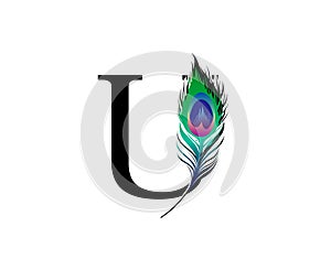 U Letter Decorated With Exotic Peacock Feather photo