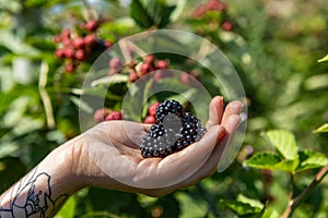 U pick blackberries farm, hands close up