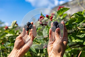 U pick blackberries farm, hands close up