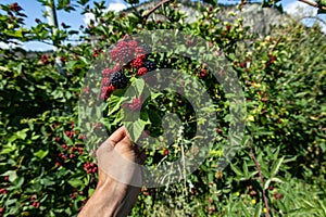 U pick blackberries farm, hands close up