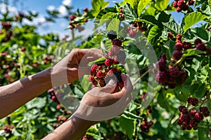 U pick blackberries farm, hands close up