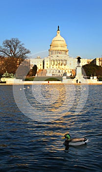 U.S. Capitol and Mallard Duck in Reflecting Pond