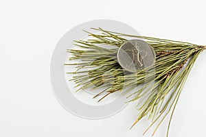 UAE 1 Dirham Coin on pine needles isolated on white background.