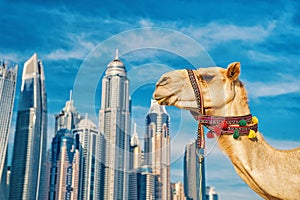 UAE Dubai Marina JBR beach style: camels and skyscrapers.