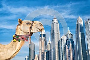 UAE Dubai Marina JBR beach style: camels and skyscrapers. modern buildings business style. uae history and modern