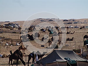 UAE historic: Madinat Zayed Camel Fest in 2008