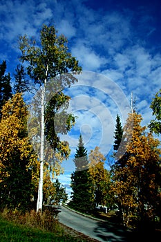 UAF campus in fall colors