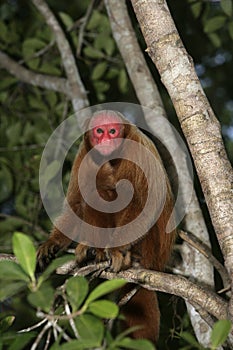 Uakari monkey, Cacajao calvus,