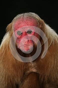 Uakari monkey, Cacajao calvus,